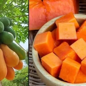 বামন পেঁপে ফলের বীজ ১ প্যাকেটের মূল্য