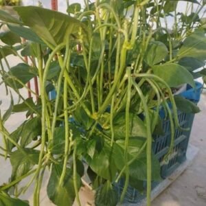 ৩ রকম বরবটি প্যাকেজ