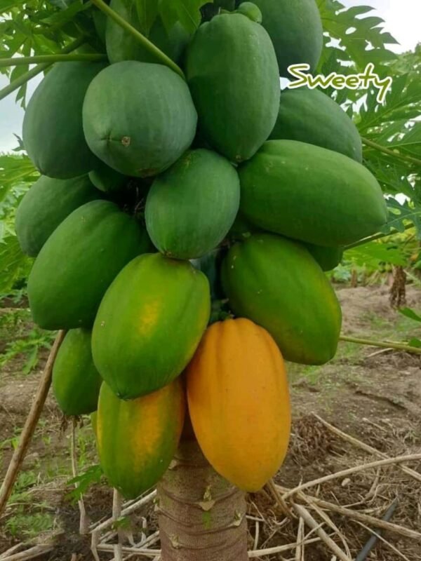 ১ প্যাকেট গোল পেঁপে বীজ