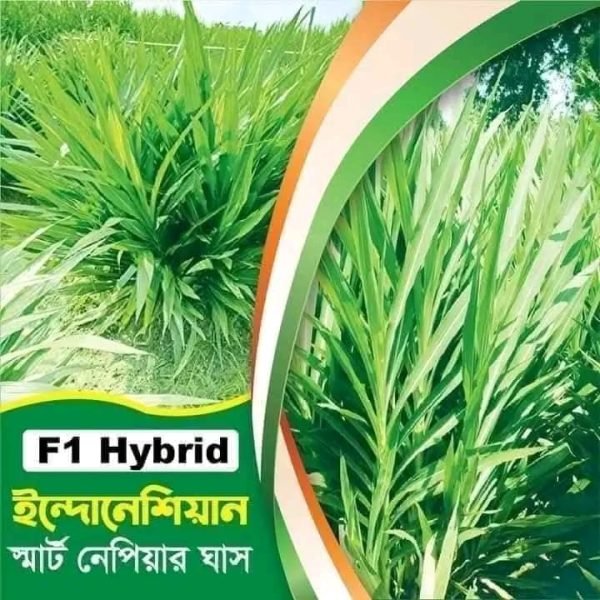 স্মার্ট নেপিয়ার ঘাস ১ কেজির দাম ৯০০ টাকা